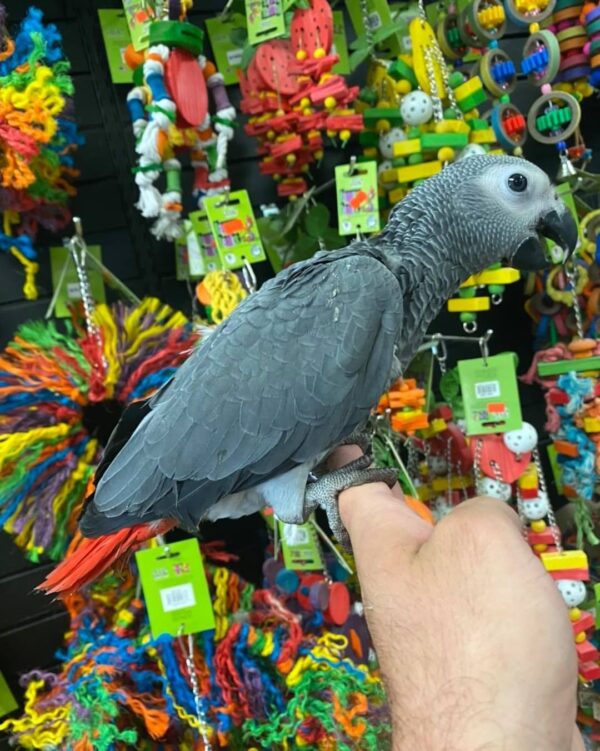 Congo african grey for sale australia, buy congo african grey in australia