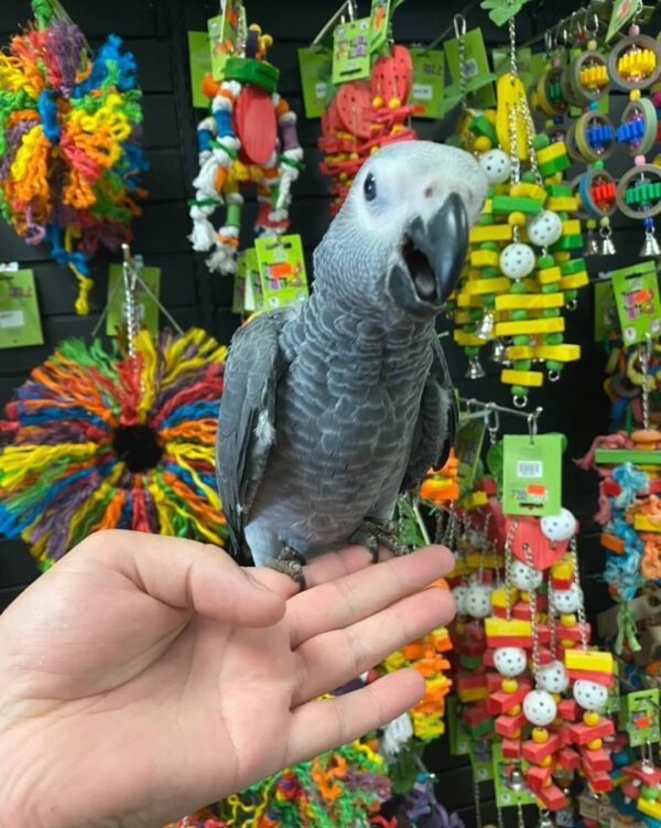 Congo african grey for sale australia, buy congo african grey in australia