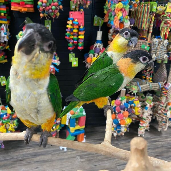 Sweet baby Black headed Caiques just weaned and ready fir their new homes. These babies are super sweet and cuddly. They are know to be the clowns of the parrot world. They make great multi person companions.