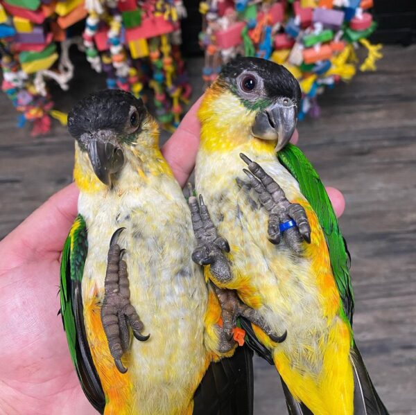 BLACK HEADED CAIQUES - Image 4