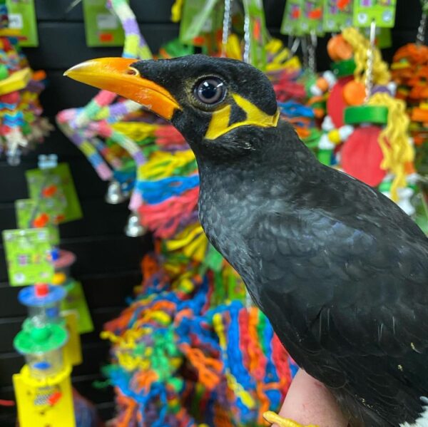 Greater indian hill mynah for sale in australia, indian hill mynah for sale