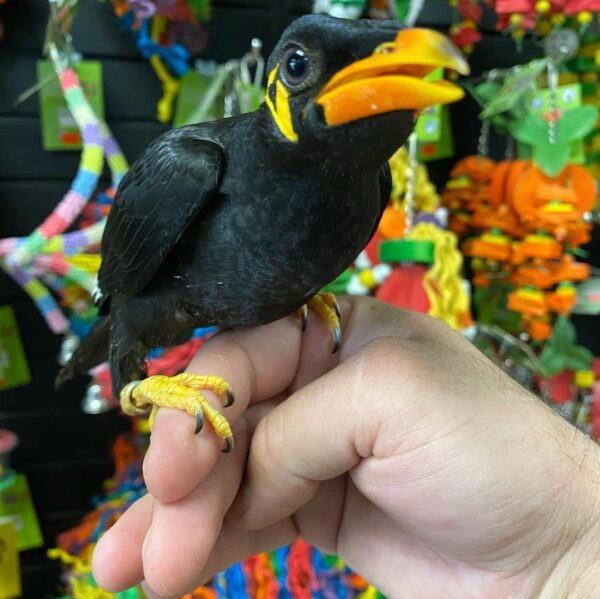 Greater indian hill mynah for sale in australia, indian hill mynah for sale