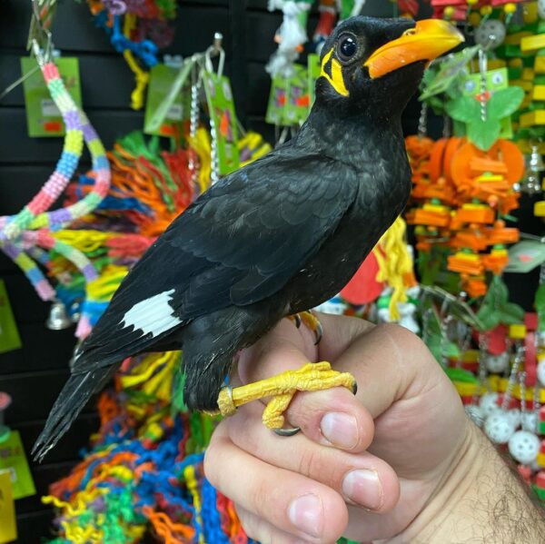hill mynah for sale in Australia, buy Indian hill mynah online