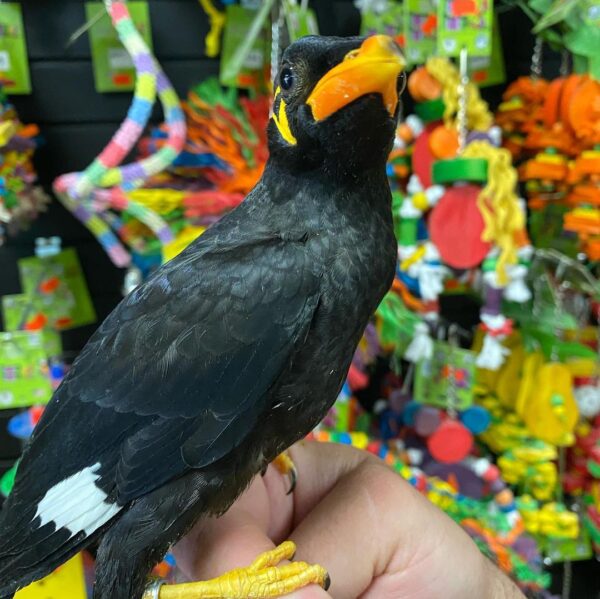 Greater indian hill mynah for sale in australia, indian hill mynah for sale