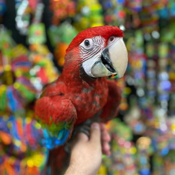 GREENWING MACAW - Image 3