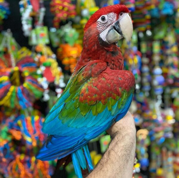Macaw parrots for sale AU, Buy macaw online in Australia