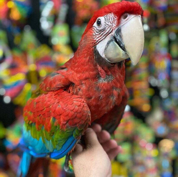 Macaw parrots for sale AU, Buy macaw online in Australia