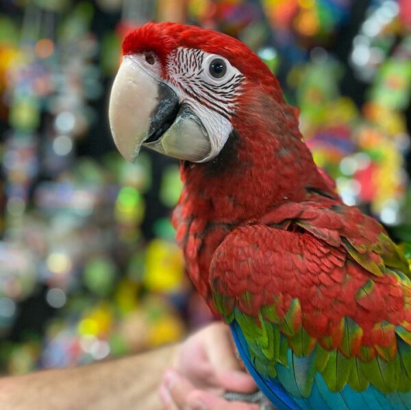 Macaw parrots for sale AU, Buy macaw online in Australia