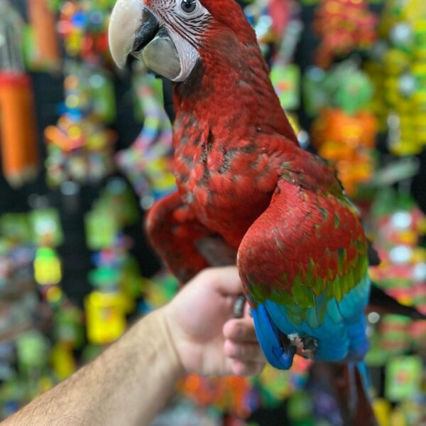 Macaw parrots for sale AU, Buy macaw online in Australia