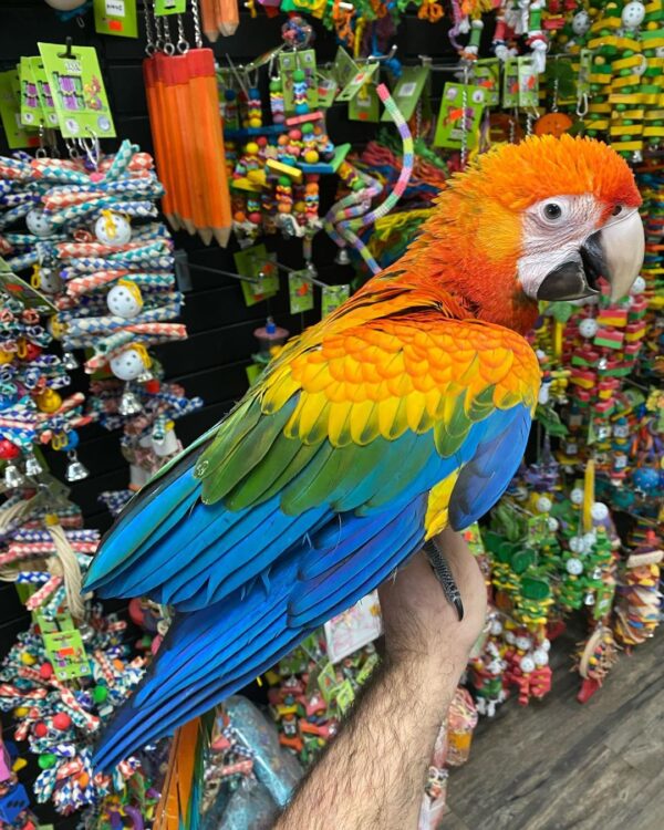Capri macaw parrot for sale, buy capri macaw online