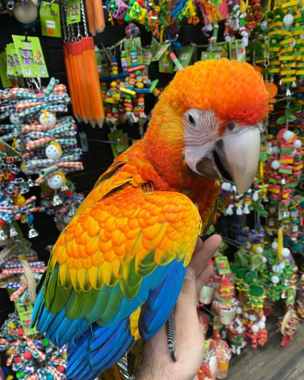 Capri macaw parrot for sale, buy capri macaw online