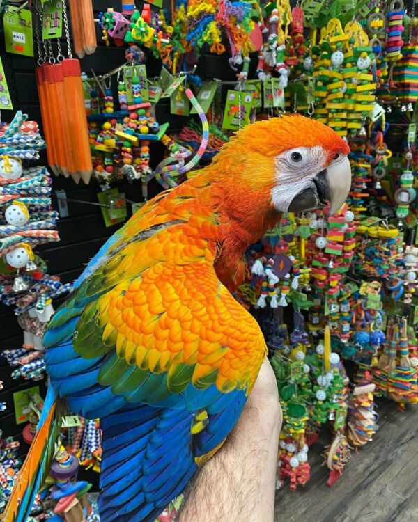 Capri macaw parrot for sale, buy capri macaw online