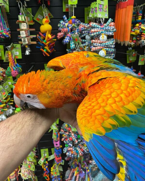 Capri macaw parrot for sale, buy capri macaw online