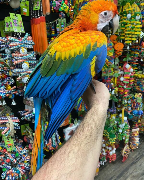 CAPRI MACAW - Image 3