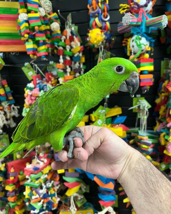 Amazon parrots for sale in australia, buy amazon parrots online