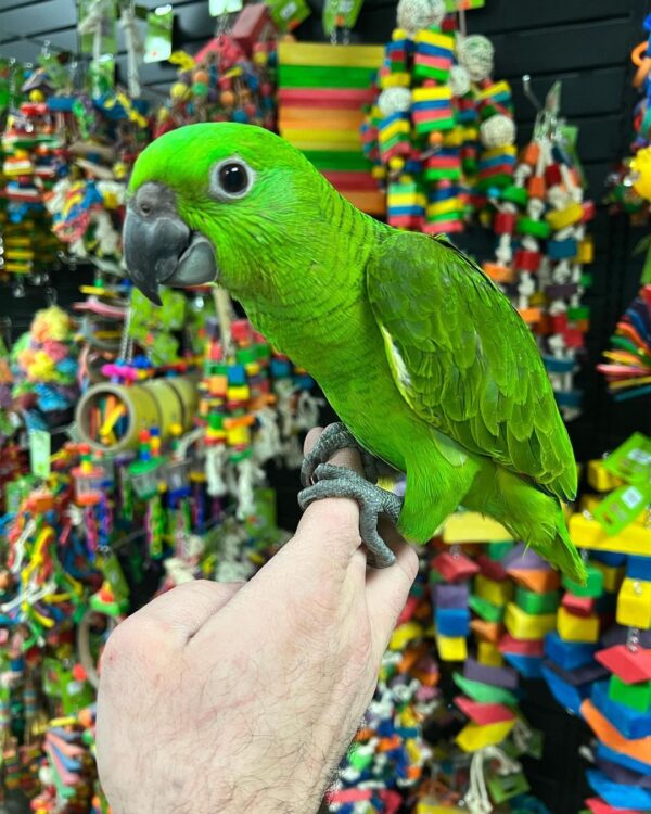 Amazon parrots for sale in australia, buy amazon parrots online