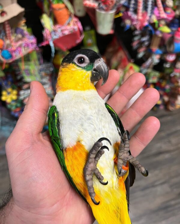 black headed caique for sale australia, buy caique parrots AU