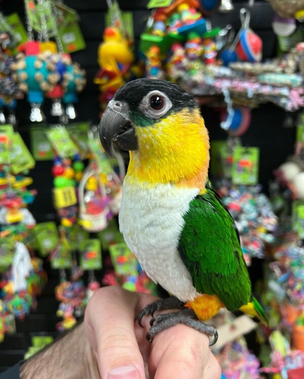 black headed caique for sale australia, buy caique parrots AU