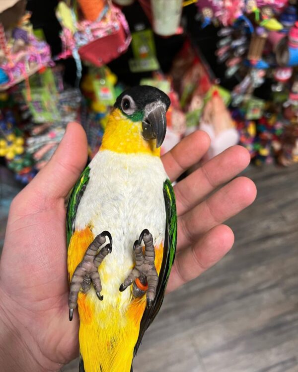 black headed caique for sale australia, buy caique parrots AU