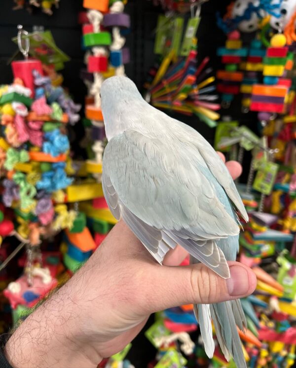 Quaker parrots for sale in Australia, buy quaker parrots from australia