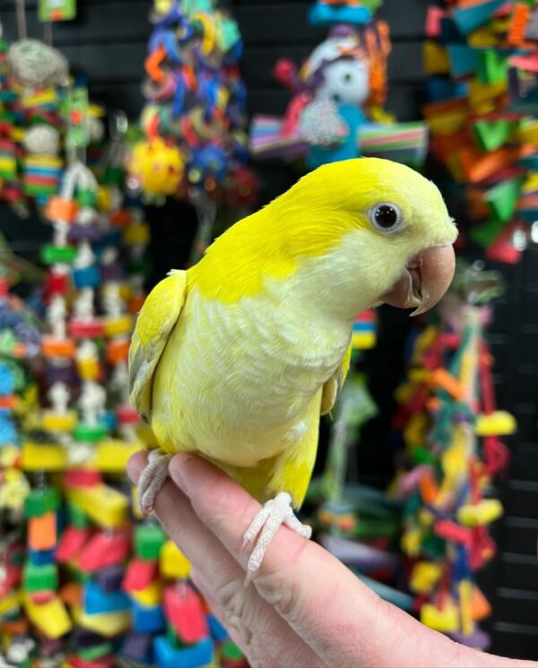 Quaker parrots for sale in Australia, Buy quacker parrots online