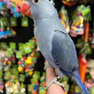 Indian ringneck for sale Australia, Buy violet indian ringneck online