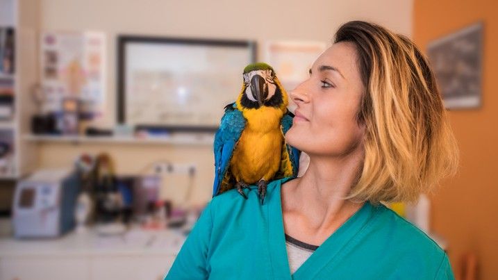 parrot breeders in Australia