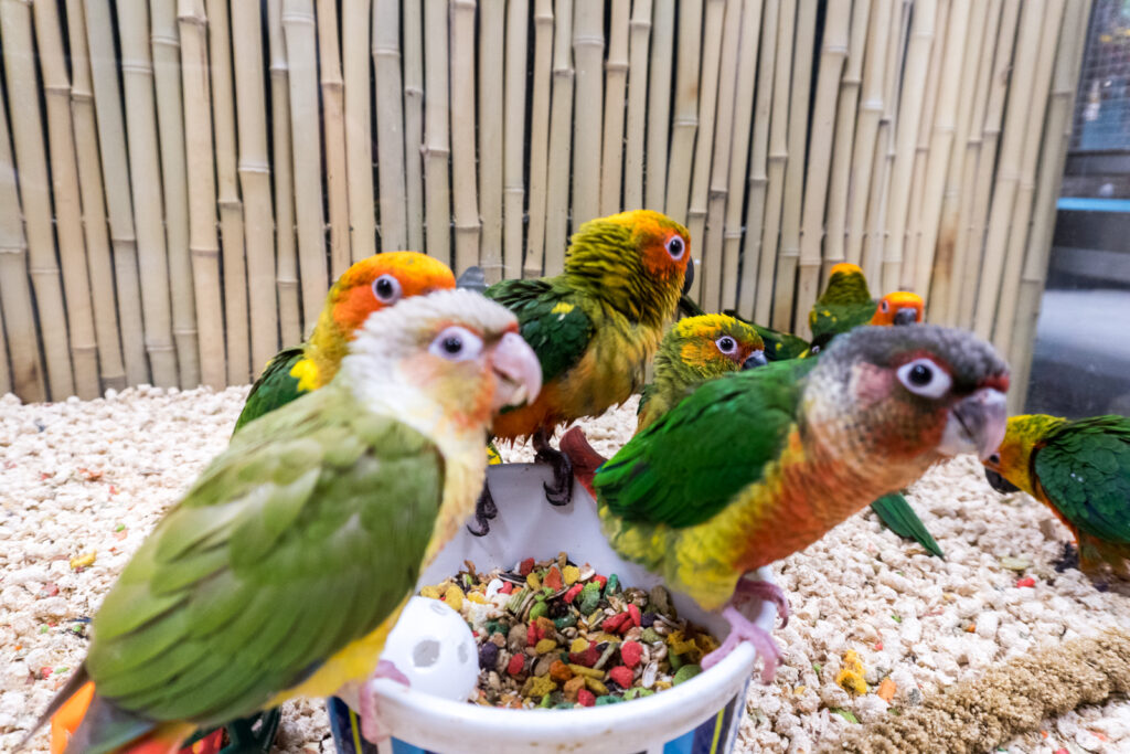 parrot shops in australia