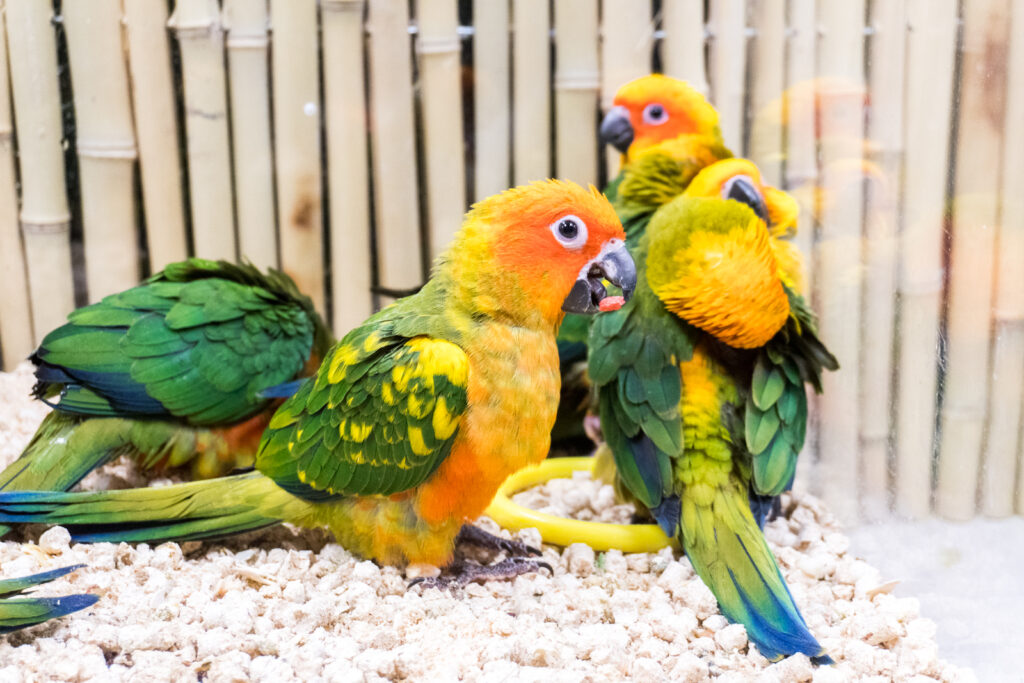 buy healthy parrots in Australia