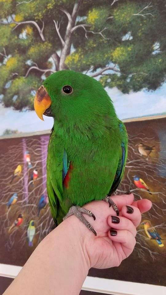 parrot breeders in Australia