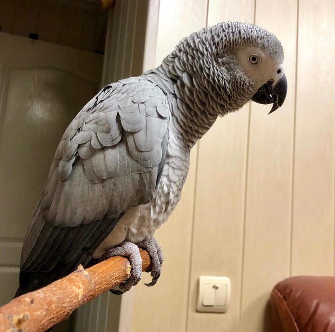 parrot breeders in Australia