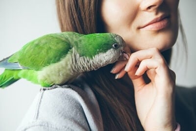 parrot breeders in Australia