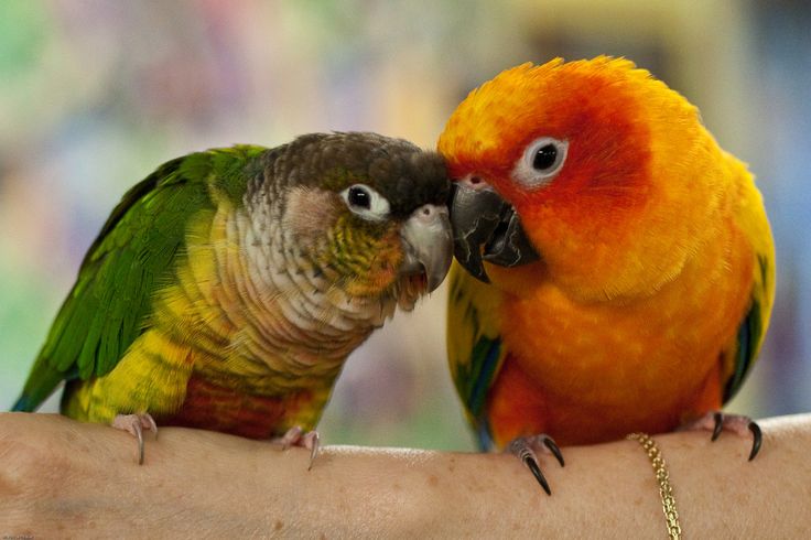 parrot breeders in Australia