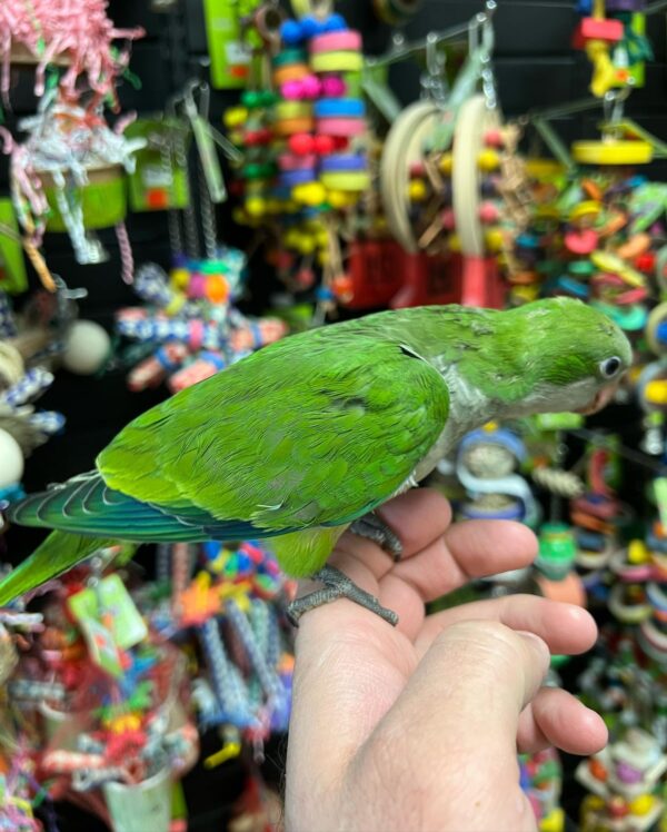 Quaker parrots for sale in Australia, buy quaker parrots online