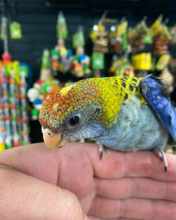 Buy rosellas online in Australia, rosella parrots for sale in Australia