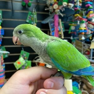 Buy quacker parrots online, green quacker parrots for sale