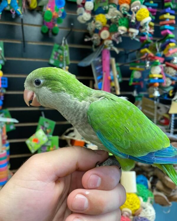 Quacker parrots for sale in Australia, buy quacker parrots online