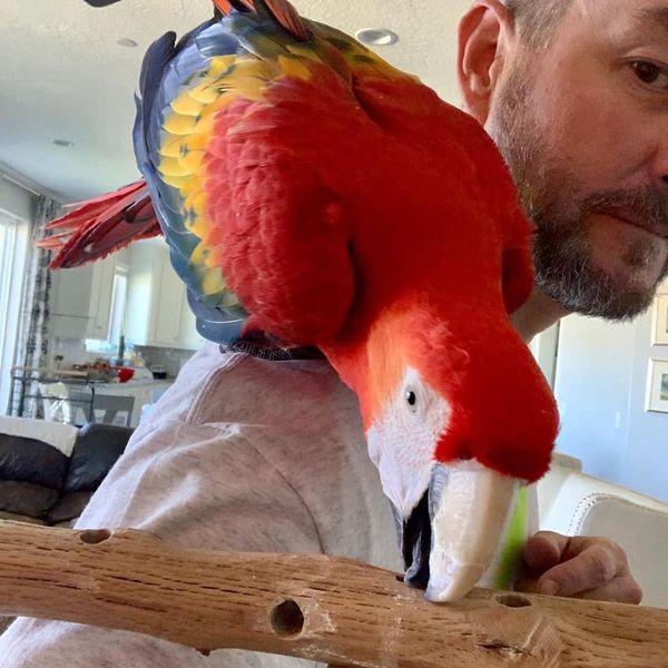 parrot breeders in Australia