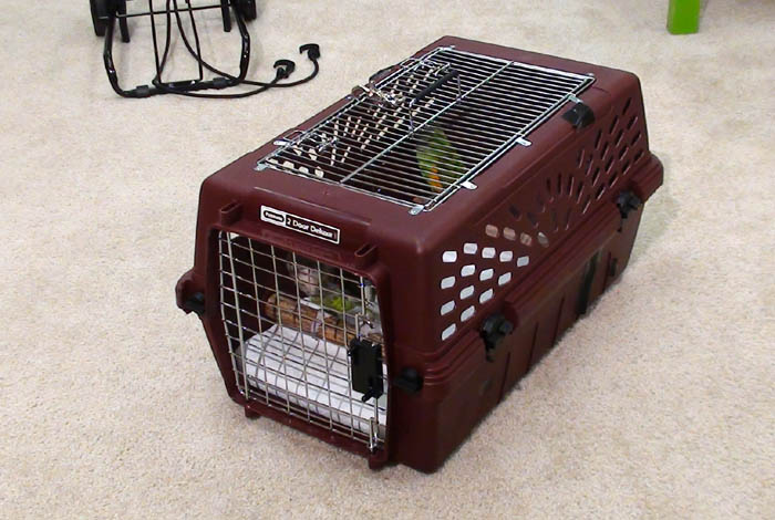 Order parrots from Australia
