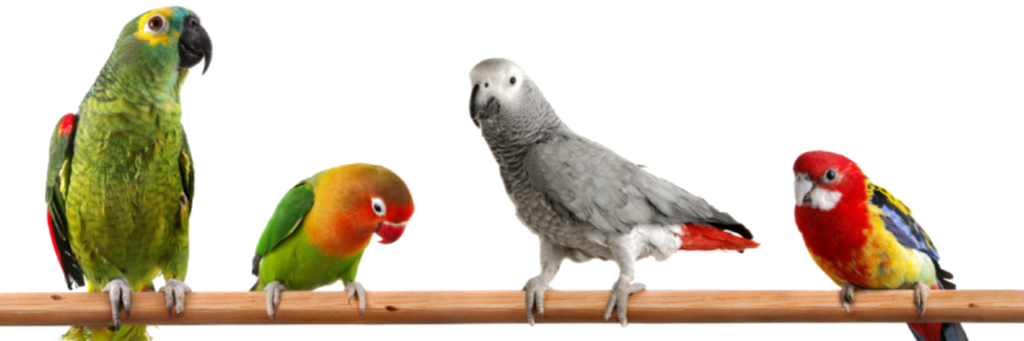 Talking parrots for sale in Australia, Buy baby parrots online in Australia