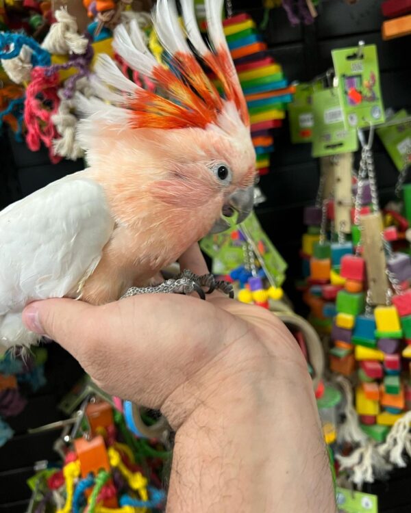 Major Mitchell cockatoo for sale AU, Buy pink cockatoo Australia