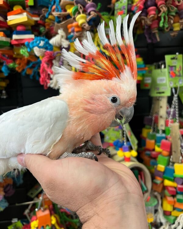 Major Mitchell cockatoo for sale AU, Buy pink cockatoo Australia