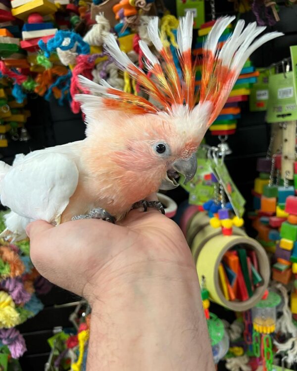 Major Mitchell cockatoo for sale AU, Buy pink cockatoo Australia