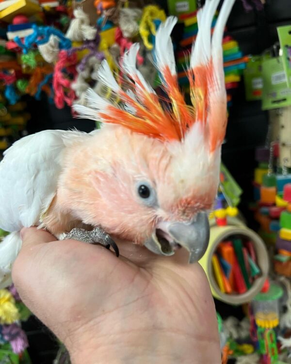 Major Mitchell cockatoo for sale AU, Buy pink cockatoo Australia