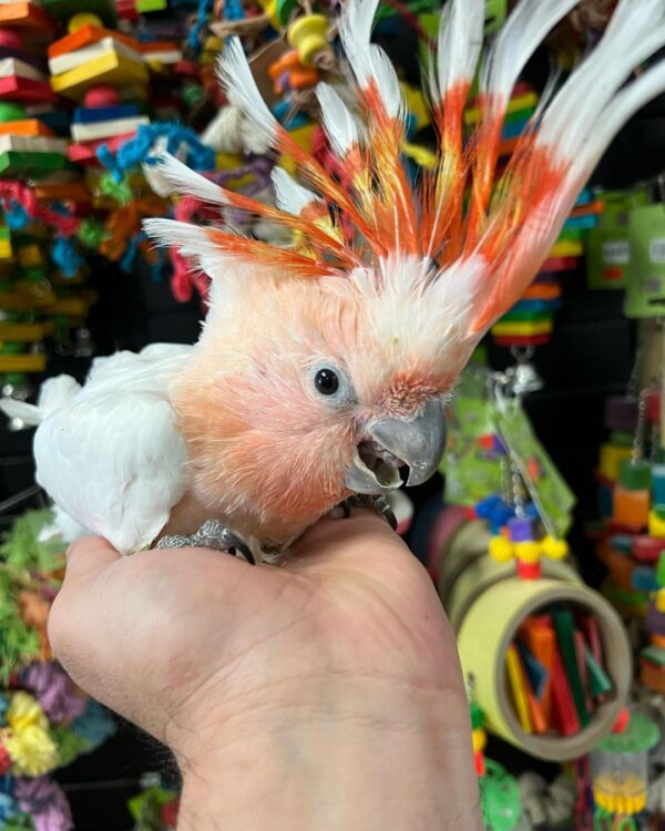 Major Mitchell cockatoo for sale AU, Buy pink cockatoo Australia